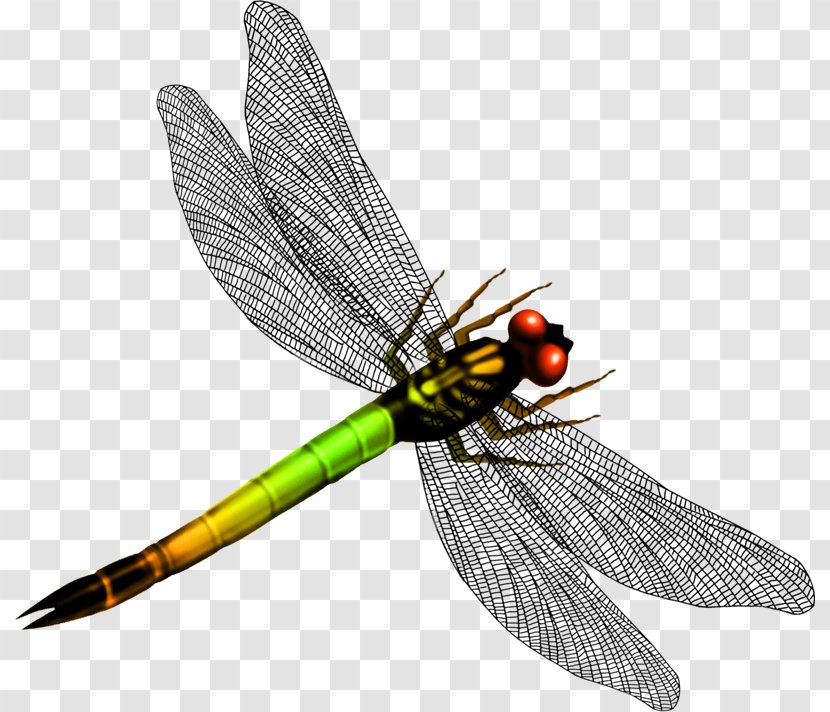 Graphic Design - Arthropod - Beautiful Dragonfly Wings Transparent PNG