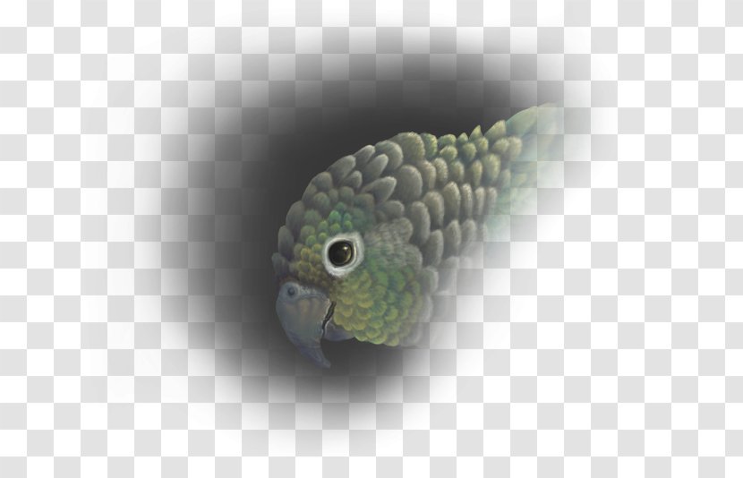Conure Green-cheeked Parakeet Parrot Art Drawing Transparent PNG