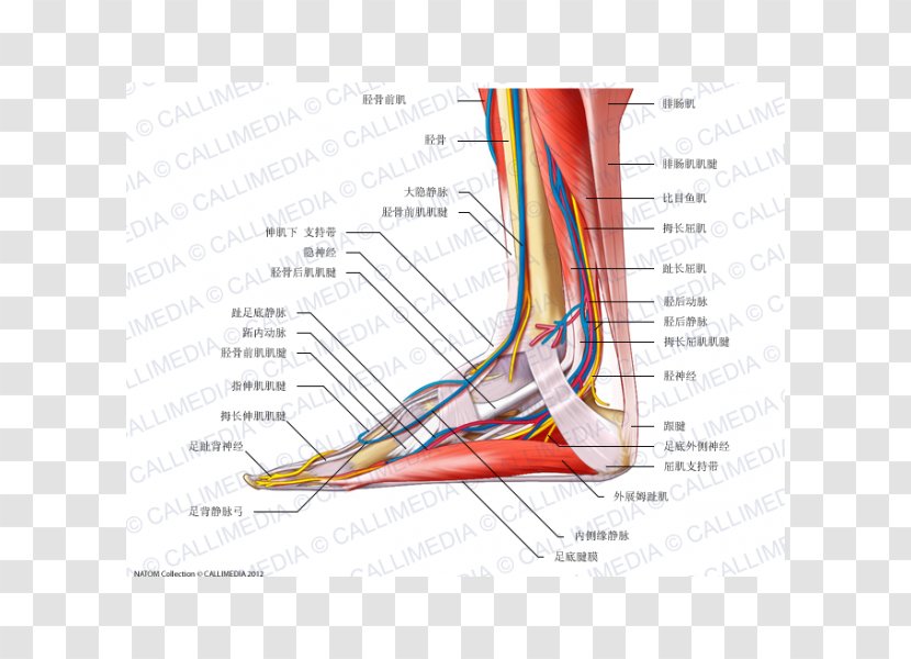 Foot Nerve Tibialis Anterior Muscle Anatomy Human Body - Watercolor - Superficial Temporal Transparent PNG