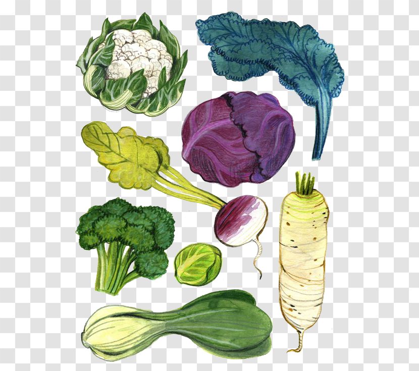 Vegetable Drawing Watercolor Painting Illustration - Leaf - Multicolored Background Transparent PNG