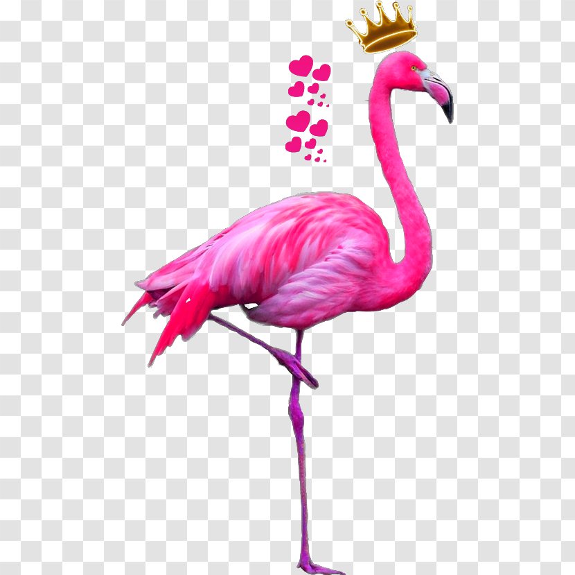 Bird Greater Flamingo Drawing American Transparent PNG