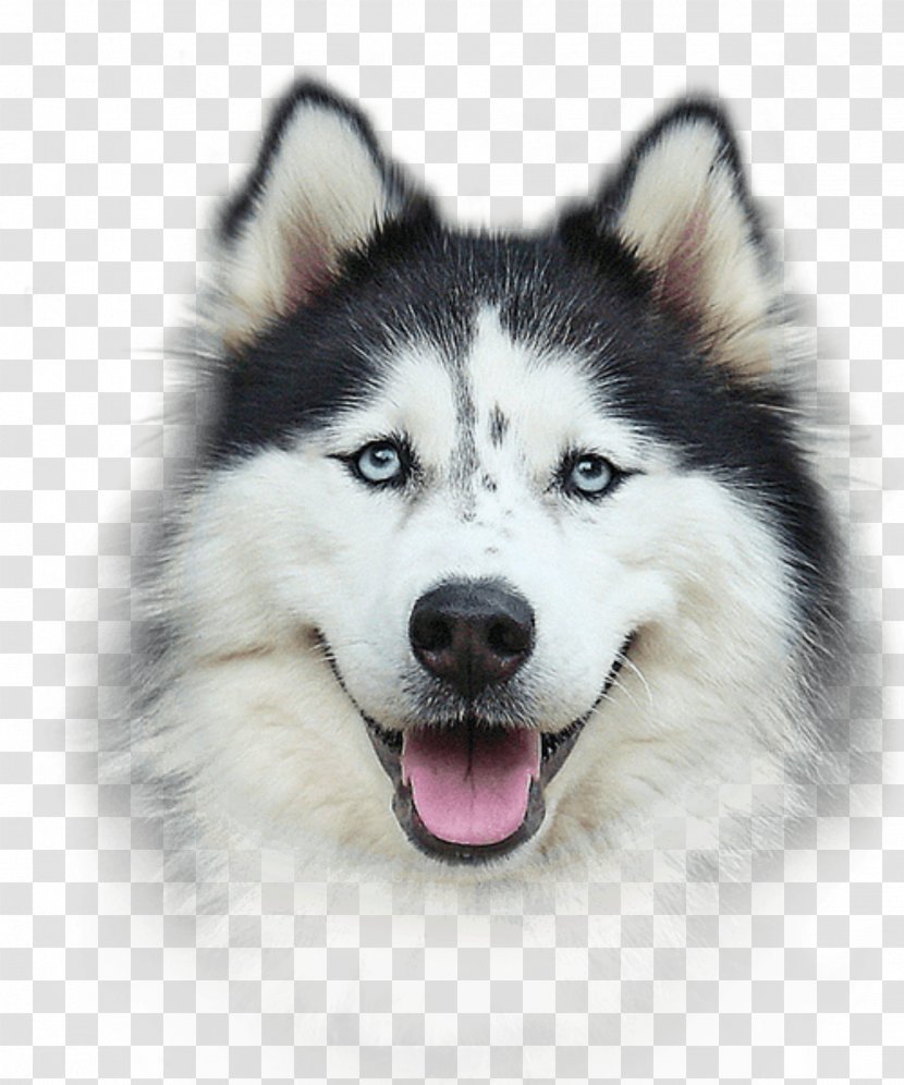 Harrington Elementary School Bio Groom Extra Body Shampoo Bio-Groom Siberian Husky - Dog - Laika Filigree Transparent PNG