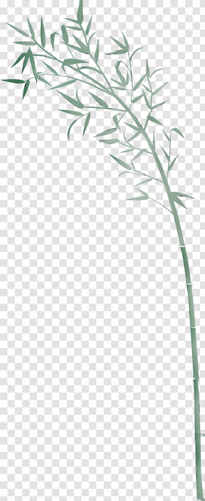 Plant Plant Stem Grass Family Grass Flower Transparent PNG