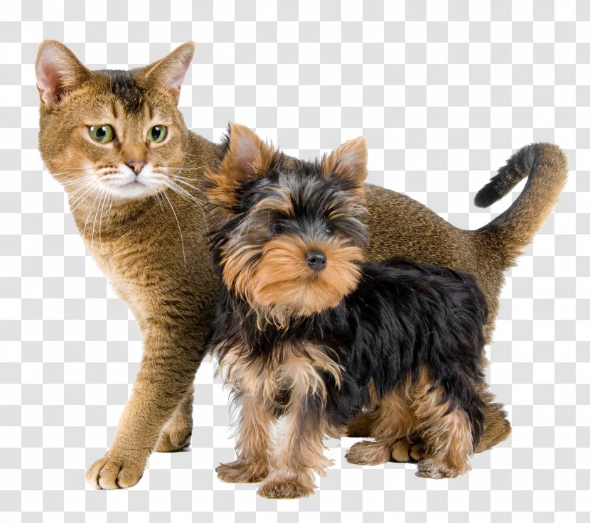 Yorkshire Terrier Cat Norwich Puppy Australian Silky - Companion Dog Transparent PNG