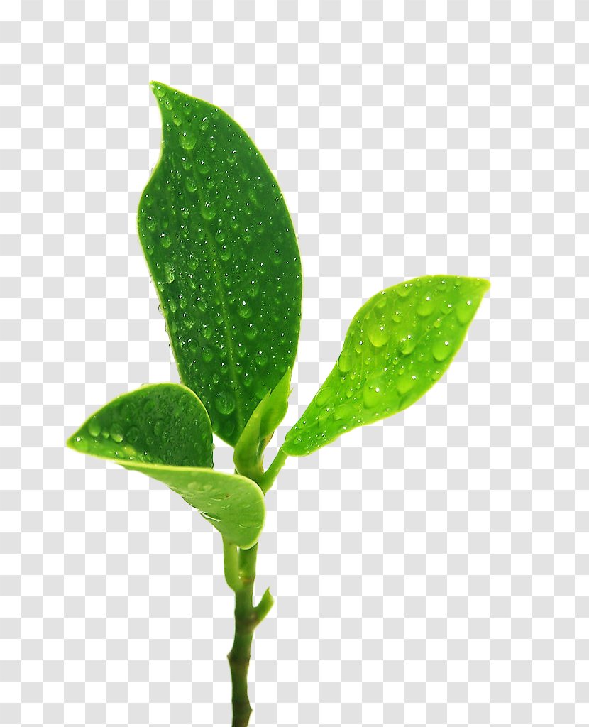 Leaf Drop Germination - Green - Leaves Transparent PNG