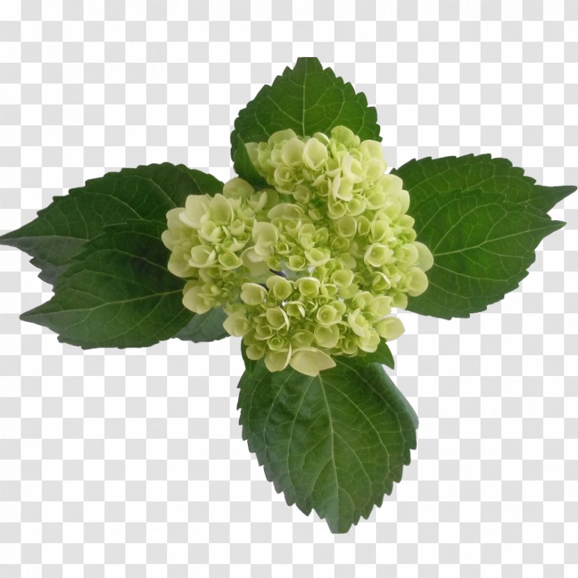 Color Green Light Peach Hydrangea Transparent PNG