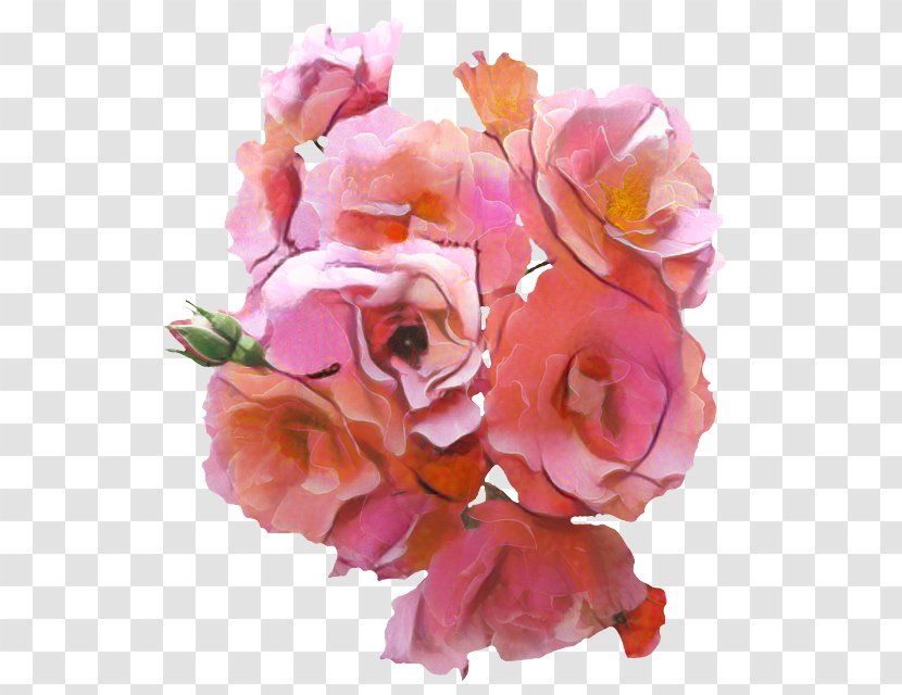 Clip Art Rose Image Flower - Hydrangea Transparent PNG