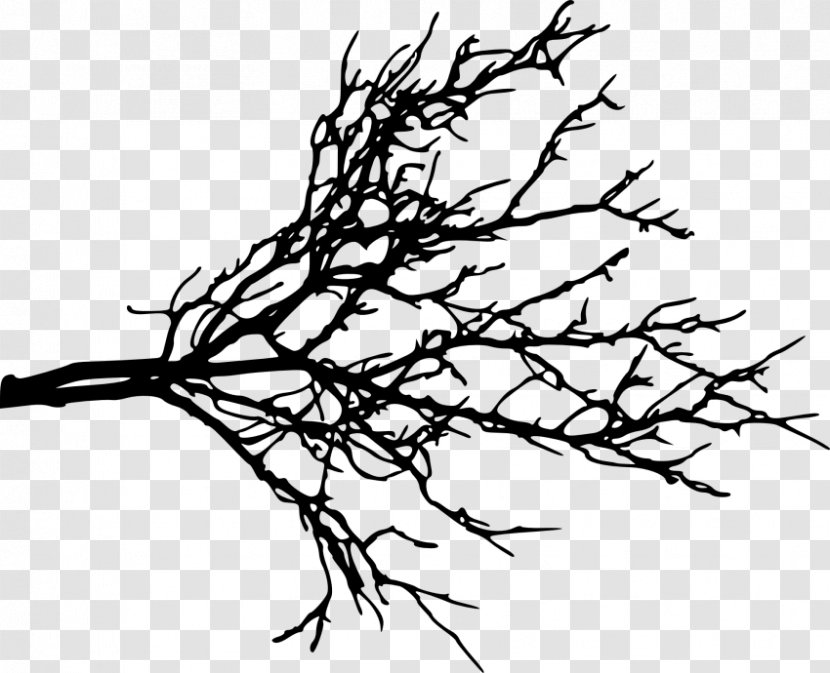 Branch Clip Art Tree Twig - Plant Stem - Outline Transparent Transparent PNG
