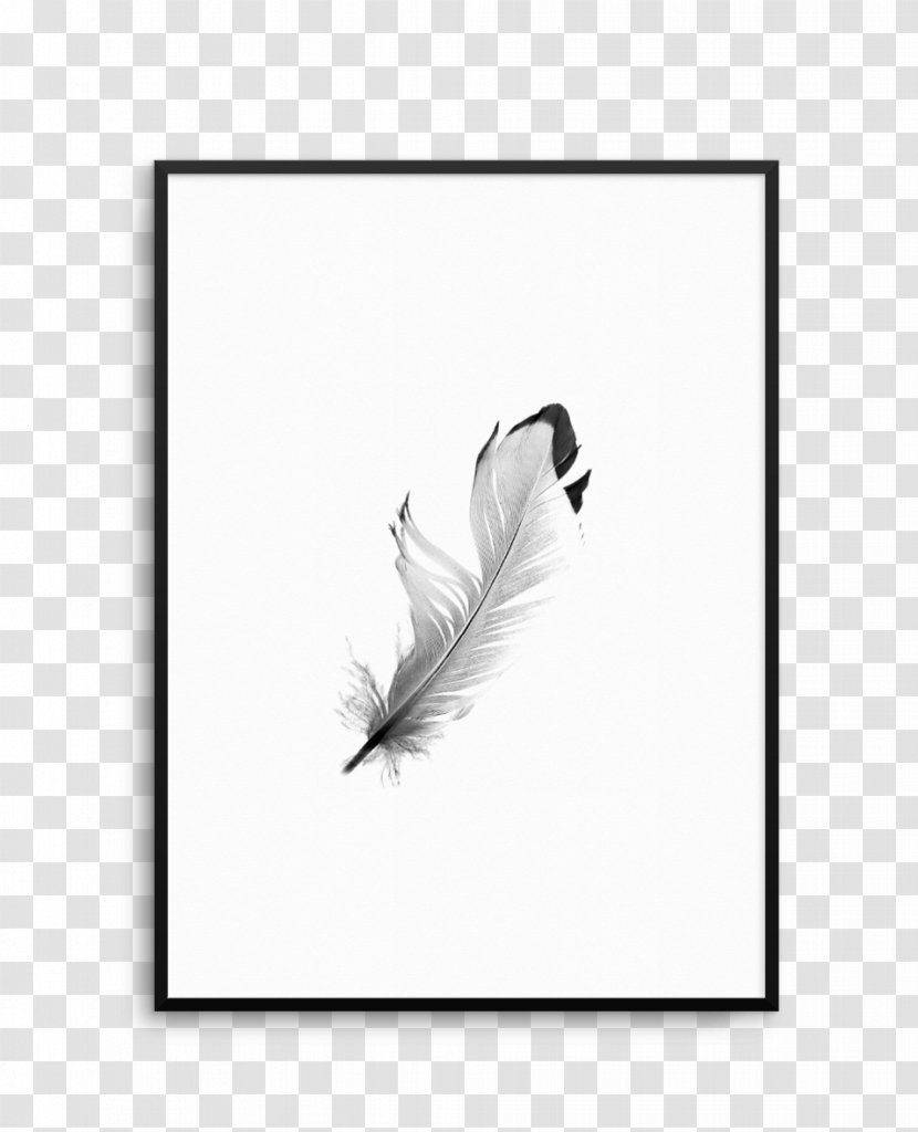 Feather White Tail Black M - Floating Feathers Transparent PNG
