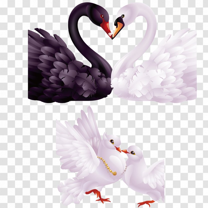 Black Swan Clip Art - Display Resolution - Creative Romantic Love Theme Transparent PNG