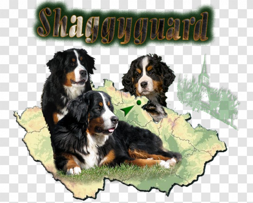 Dog Breed Bernese Mountain Greater Swiss Entlebucher Puppy Transparent PNG