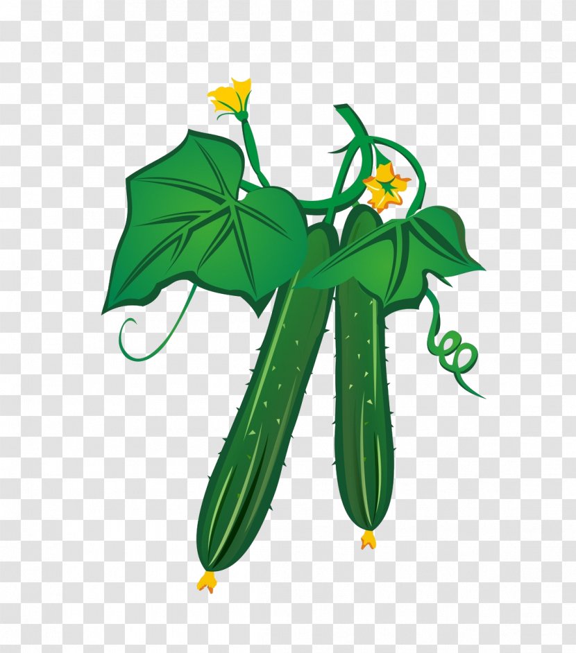 Cucumber Extract Food Vegetable Melon - Cabbage - Cartoon Huang Transparent PNG