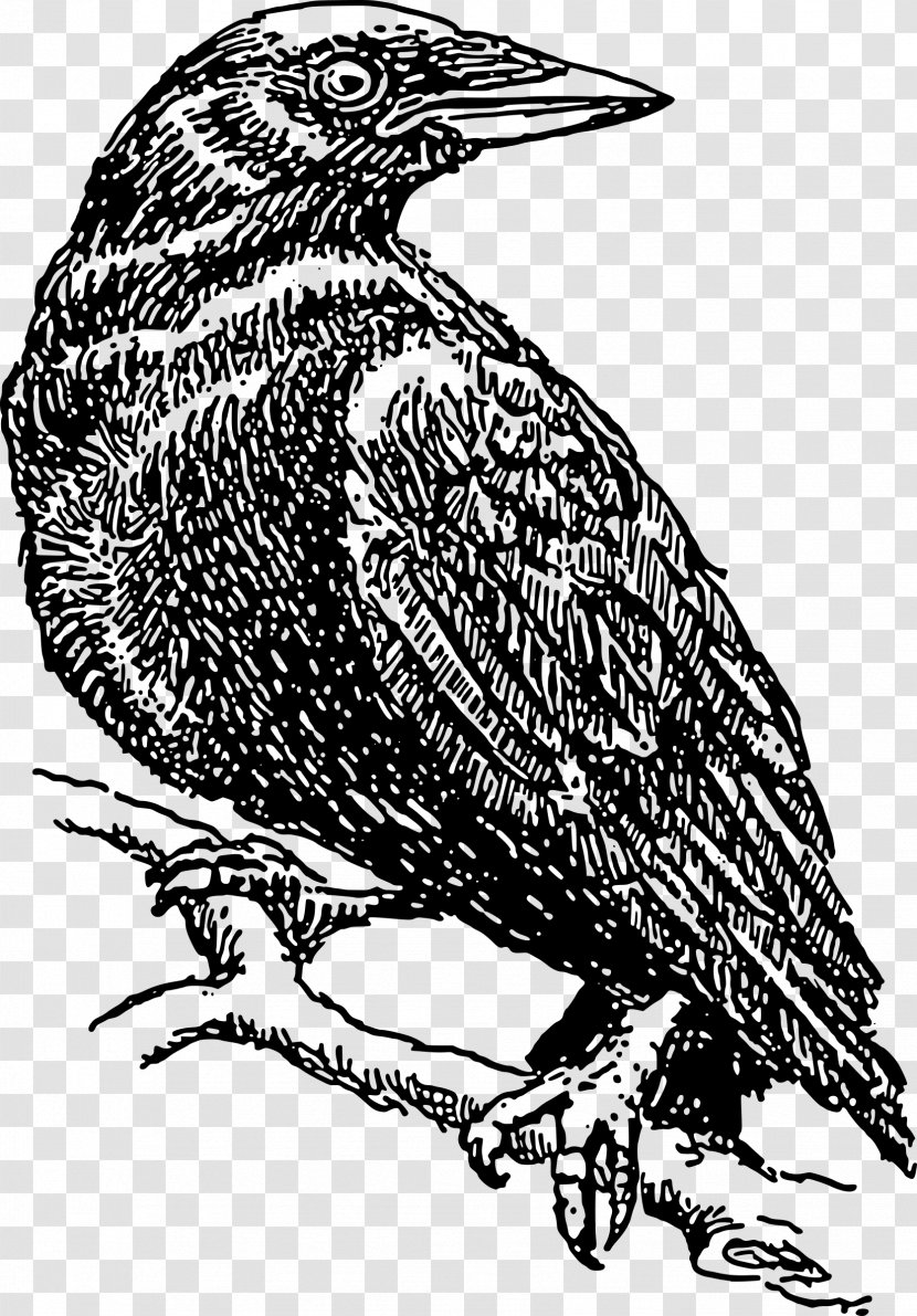 Common Raven American Crow Bird Clip Art - Monochrome - Perched Overlay Transparent PNG