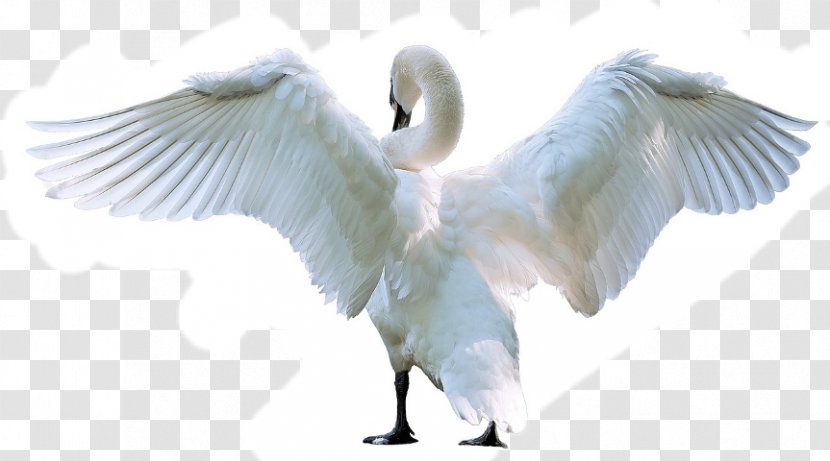 Mute Swan Bird Photography - Cygnini Transparent PNG