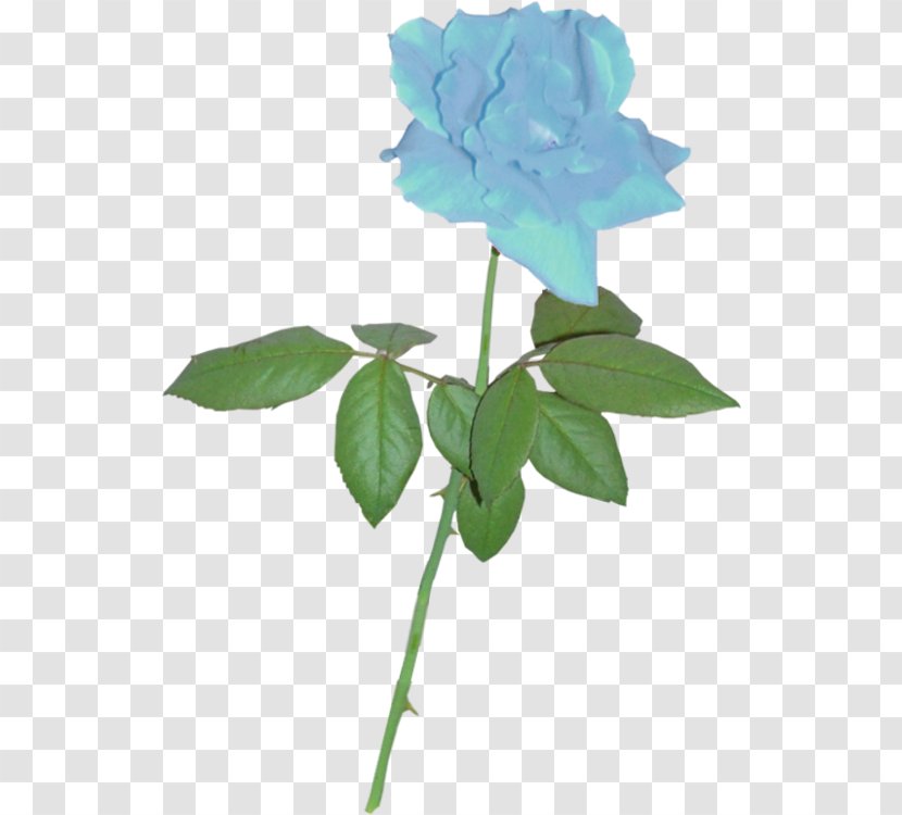 Silhouette Rose Clip Art - Royaltyfree - Blue Transparent PNG