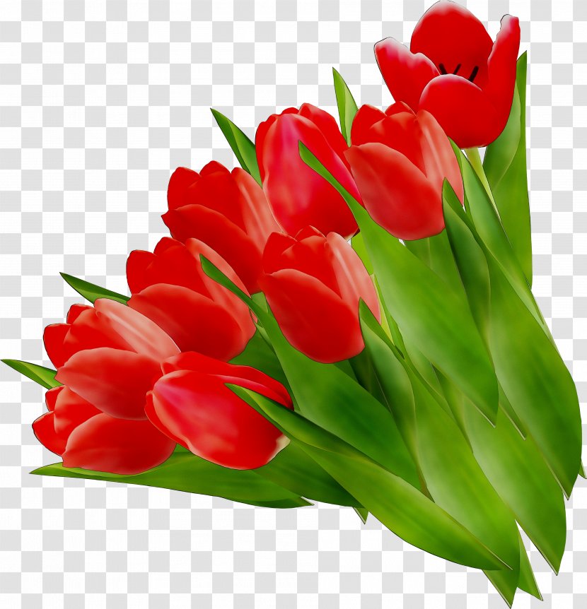 Tulip Cut Flowers Floristry Flower Bouquet - Flowering Plant Transparent PNG