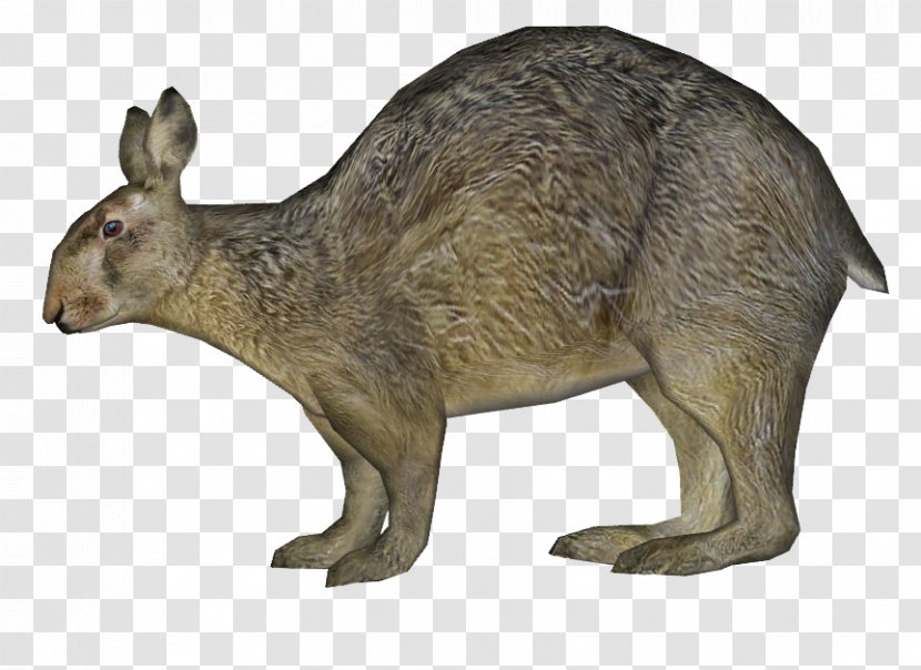 Kangaroo Hare Domestic Rabbit Wildlife Transparent PNG