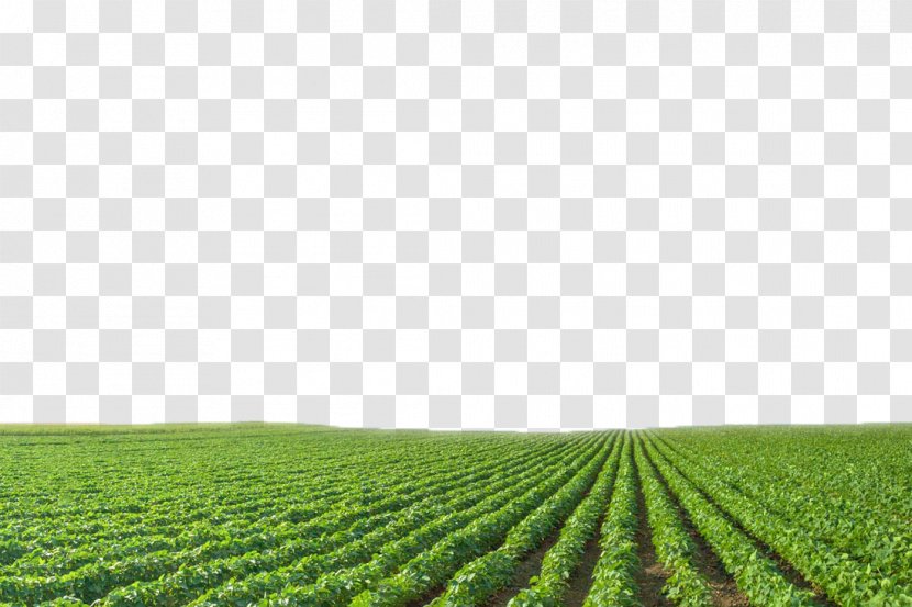 Growing Soybeans Agriculture Crop Green - Lawn - Field Views Transparent PNG