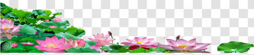 Download Google Images Floral Design Nelumbo Nucifera - Flora - Take Days Lotus Transparent PNG