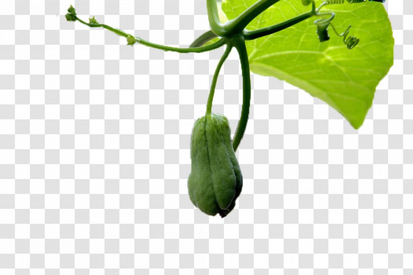 Green Vine Chayote - Hanging On The Of Buddha Melon Transparent PNG