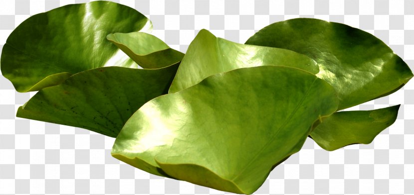 Nelumbo Nucifera Nymphaea Lotus Pygmy Water-lily Raster Graphics - Jpeg Network - Outono Transparent PNG