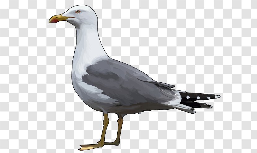 European Herring Gull Great Black-backed Gulls Bird Yellow-legged - Beak Transparent PNG
