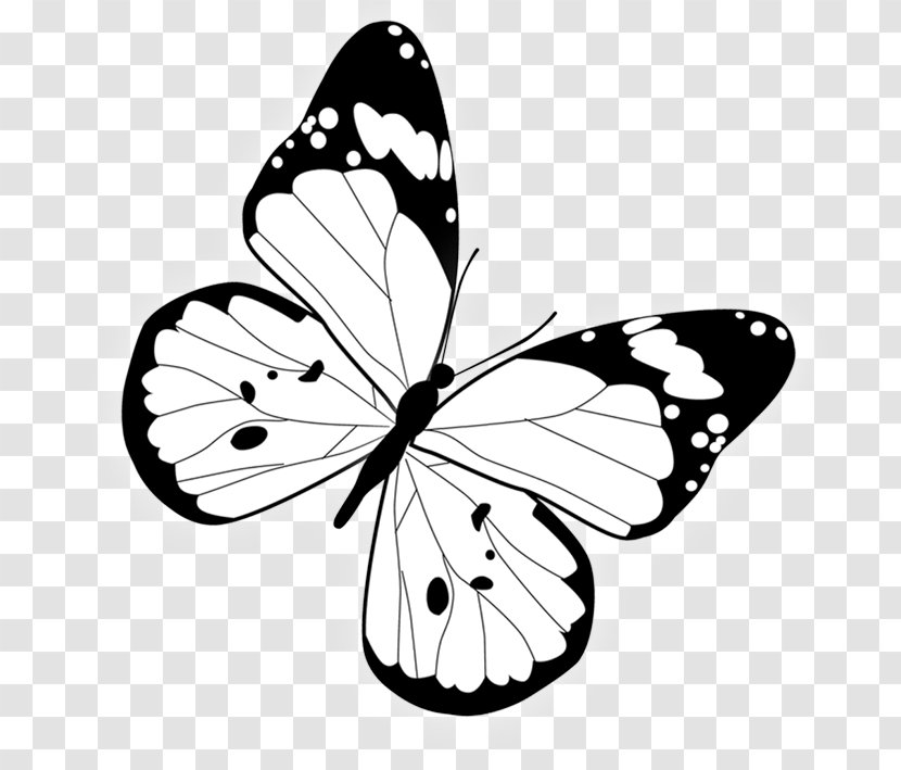 Butterfly - Monarch - Invertebrate Transparent PNG