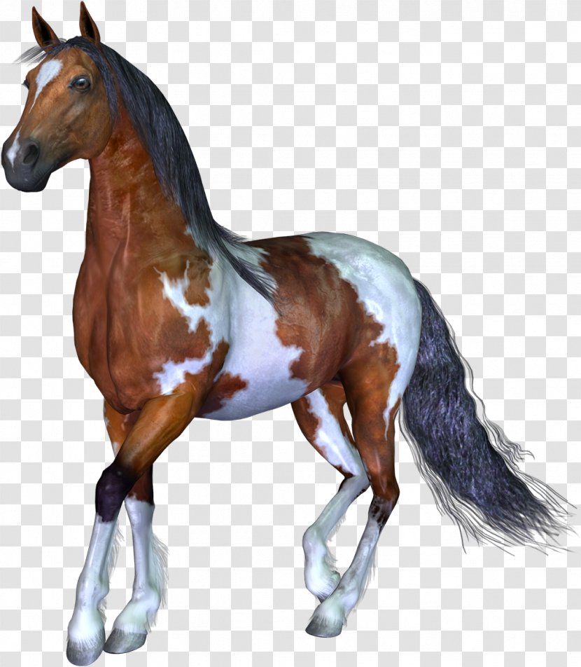 Horse 3D Computer Graphics Animal - Mustang Transparent PNG