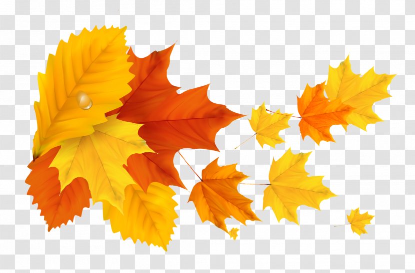 Autumn Leaf Color Clip Art - Yellow Orange Fall Leafs Clipart Picture Transparent PNG