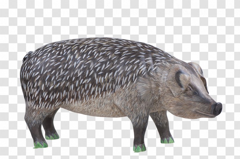 Wild Boar Hedgehog Peccary Mammal Squirrel - Fauna - Pig Transparent PNG