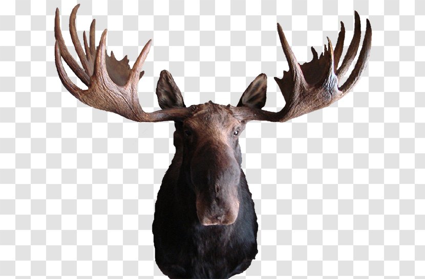 Moose Deer Elk Antler Pronghorn - Taxidermy - Animal Skull Transparent PNG