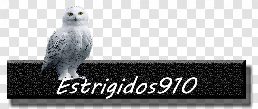 Owl Beak Font - Bird Of Prey Transparent PNG