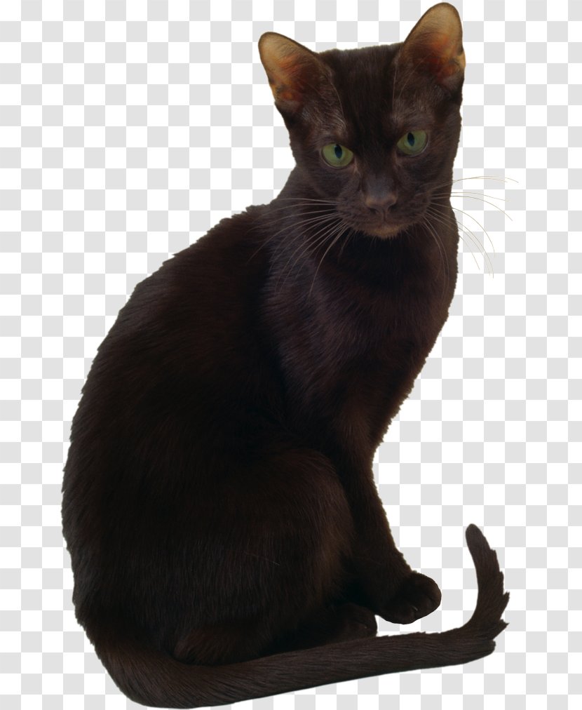 Bombay Cat Korat Havana Brown Oriental Shorthair Burmese Transparent PNG