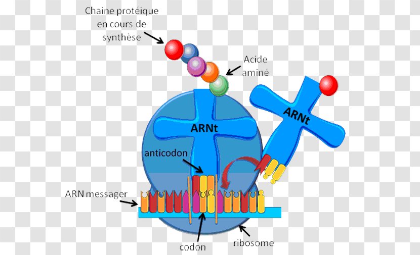 Transfer RNA Ribosome Messenger Ribosomal - Cartoon - Chromosome Structure Transparent PNG