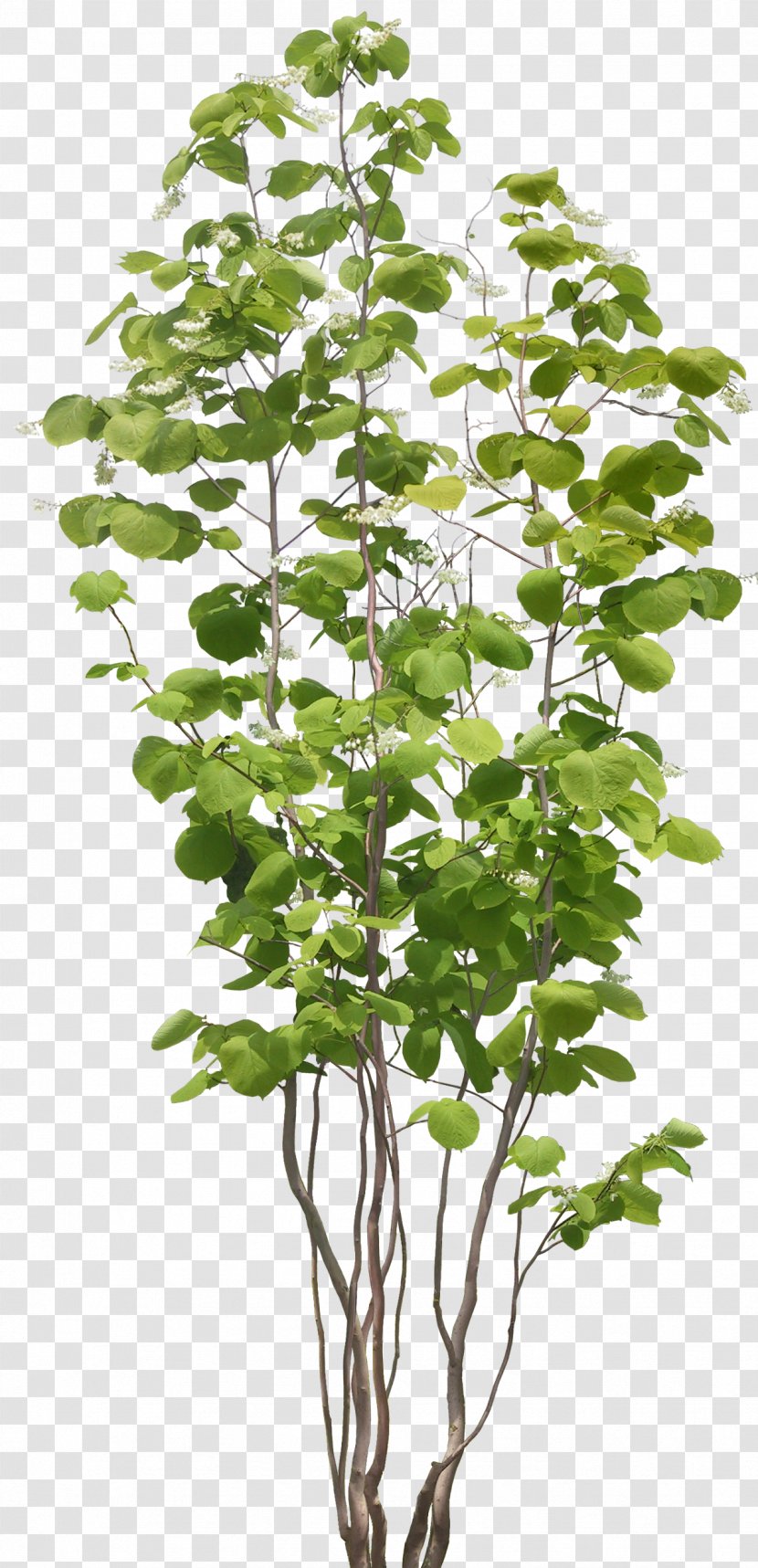 Populus Nigra Tree Plant - Herb - Bushes Transparent PNG