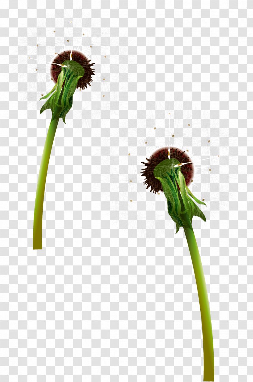 Dandelion Euclidean Vector Flower - Leaf - Material Transparent PNG