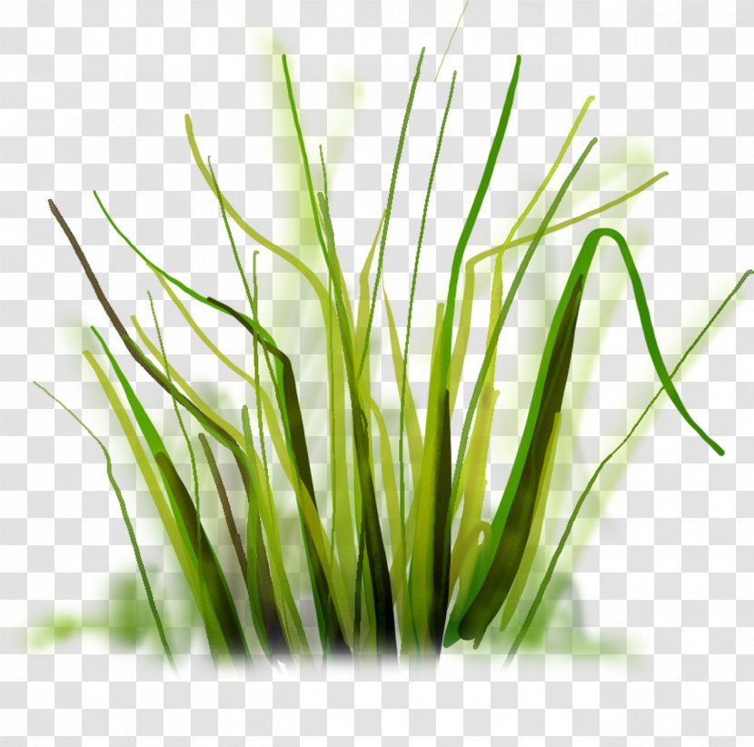 Drawing - Photography - Grass Transparent PNG