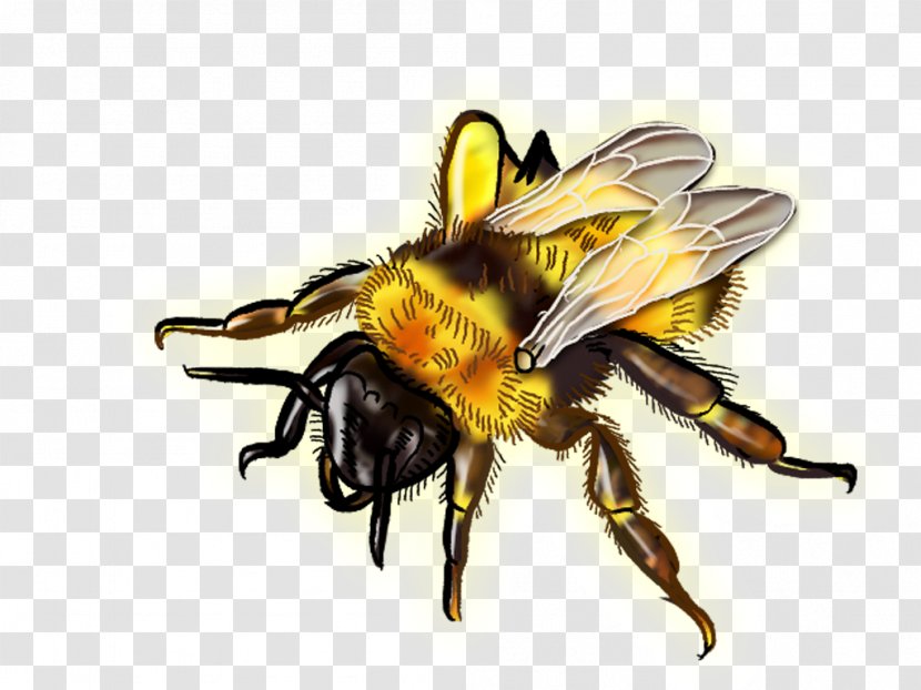 Honey Bee Wasp Pest Hornet - Company - Theme Transparent PNG