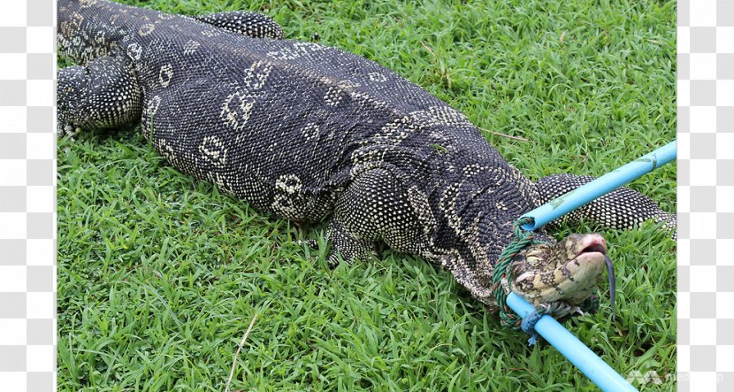 Lizard Lumphini Park Asian Water Monitor Reptile Alligator - Crocodile Transparent PNG
