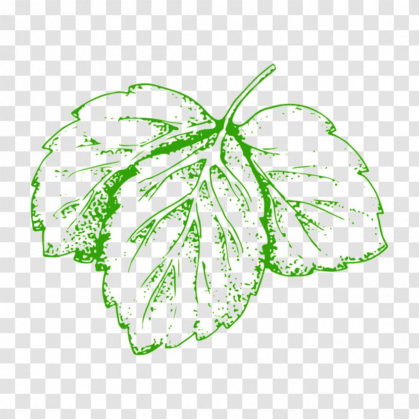 Vegetable Illustration Image Leaf - Drawing Transparent PNG