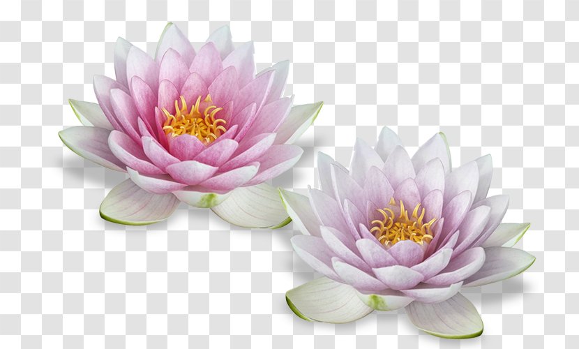 Nelumbo Nucifera Egyptian Lotus Flower - Flowering Plant Transparent PNG