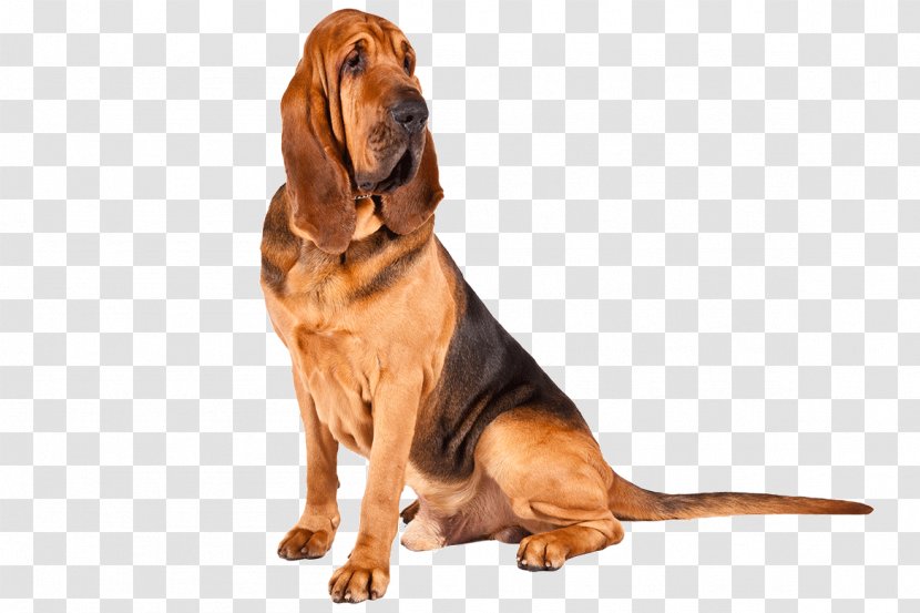 Bloodhound Basset Hound Maltese Dog Puppy Bedlington Terrier - American Kennel Club Transparent PNG