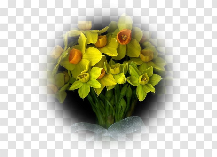 Flower Photography Photographer Animation - Beauty - Mimosa Transparent PNG