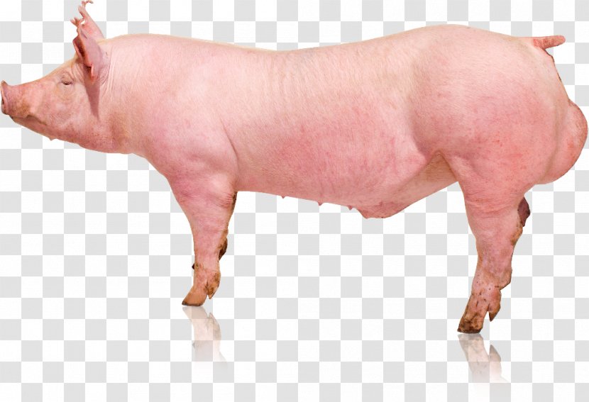 Domestic Pig Pig's Ear Verraco Genetics Transparent PNG