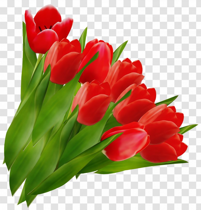 Red Watercolor Flowers - Flower - Bouquet Plant Stem Transparent PNG