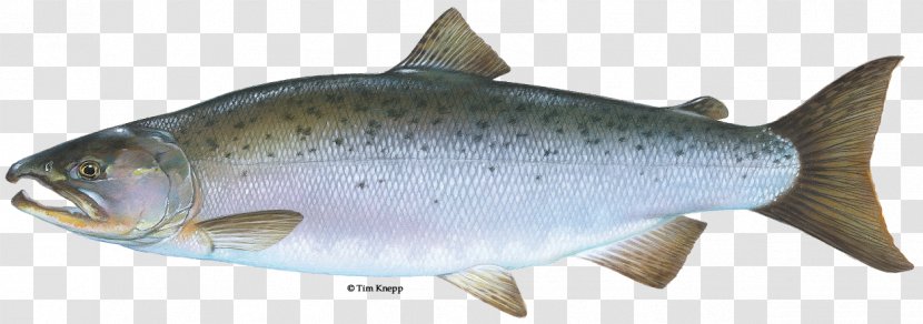 Coho Salmon Chinook Rainbow Trout Brook - River FISH Transparent PNG