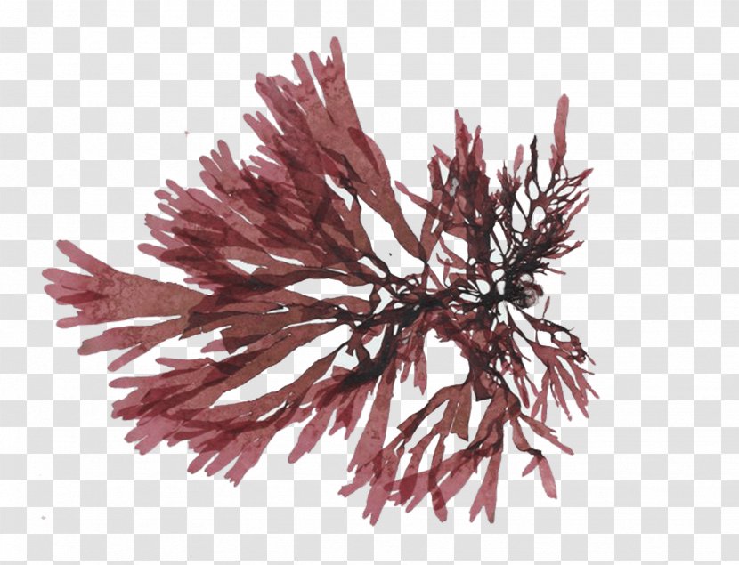 Dulse Haddock Edible Seaweed Species Crab - Branch Transparent PNG