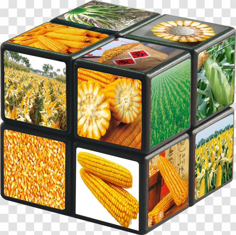 Corn On The Cob Maize - Gratis - Cube Transparent PNG
