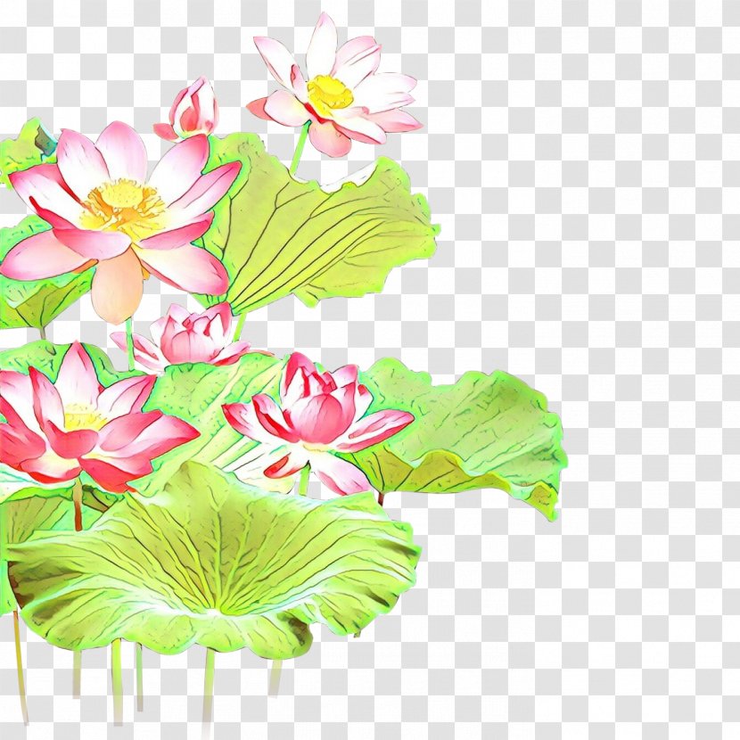 Floral Design Cut Flowers Plant Stem Nelumbonaceae - Water Lily - Lotus Transparent PNG