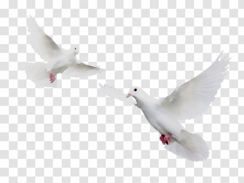 Rock Dove Pigeons And Doves Bird Animal Feather - Seabird - White Transparent PNG